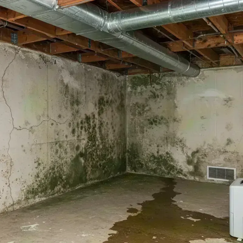 Professional Mold Removal in Marion County, TN